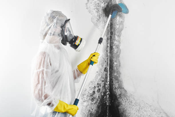 Reliable Porterdale, GA Mold Removal Solutions